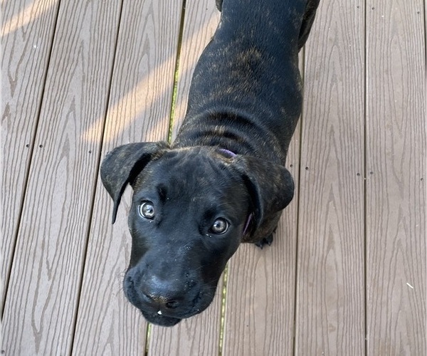 Medium Photo #15 Presa Canario Puppy For Sale in MORGANTOWN, WV, USA