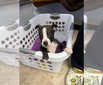 Small #6 American Boston Bull Terrier