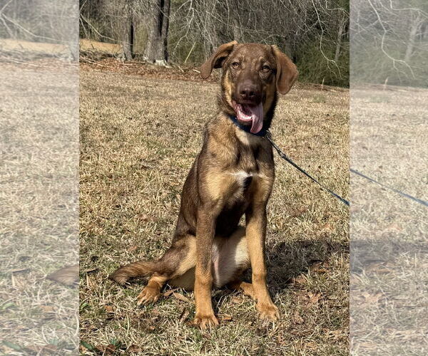 Medium Photo #1 Shepradors Puppy For Sale in Attalka, AL, USA