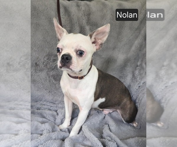 Medium Photo #3 Boston Terrier Puppy For Sale in MINERAL WELLS, WV, USA