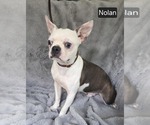 Small #2 Boston Terrier