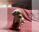 Small #3 Labrador Retriever