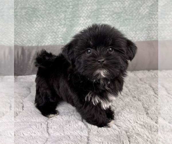 Medium Photo #1 Shorkie Tzu Puppy For Sale in FRANKLIN, IN, USA