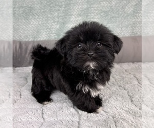 Shorkie Tzu Puppy for sale in FRANKLIN, IN, USA