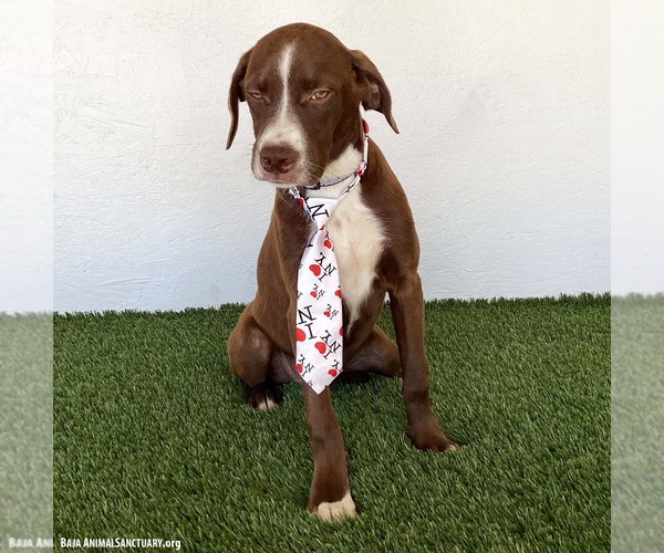 Medium Photo #3 Boxer-Chocolate Labrador retriever Mix Puppy For Sale in San Diego, CA, USA
