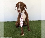 Small #2 Boxer-Chocolate Labrador retriever Mix