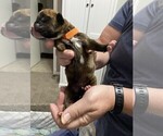 Small Photo #7 Boxer Puppy For Sale in COWETA, OK, USA