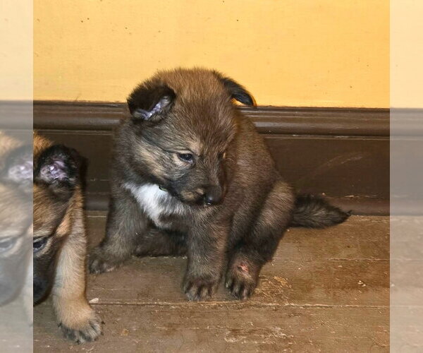 Medium Photo #3 Mutt Puppy For Sale in Imlay City, MI, USA