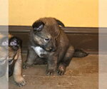 Small Photo #3 Mutt Puppy For Sale in Imlay City, MI, USA