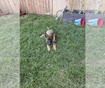 Small Photo #19 German Shepherd Dog Puppy For Sale in MODESTO, CA, USA