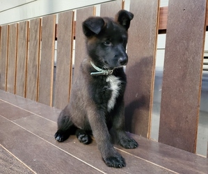 American Pit Bull Terrier-German Shepherd Dog Mix Puppy for sale in EDMONDS, WA, USA