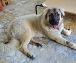 Small Photo #11 Anatolian Shepherd Puppy For Sale in AGOURA HILLS, CA, USA