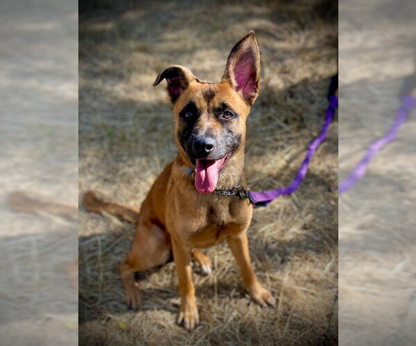 Medium Photo #1 German Shepherd Dog-Unknown Mix Puppy For Sale in San Andreas, CA, USA