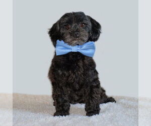 Maltese-Poodle (Toy) Mix Dogs for adoption in Gretna, NE, USA