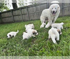 Great Pyrenees Litter for sale in JERSEYVILLE, IL, USA