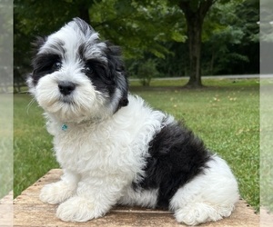 Havamalt Puppy for sale in MIDDLEBURY, IN, USA