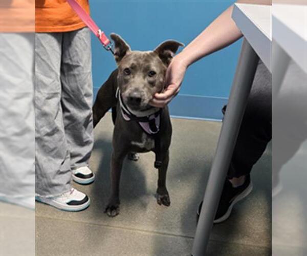 Medium Photo #1 Blue Lacy Puppy For Sale in Houston, TX, USA
