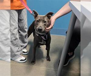 Blue Lacy Dogs for adoption in Houston, TX, USA