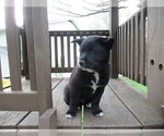 Small #2 Border Collie-Shiba Inu Mix