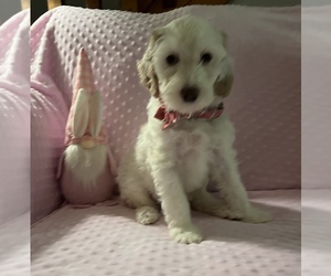 Goldendoodle Puppy for sale in STATESBORO, GA, USA
