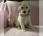 Small Photo #1 Goldendoodle Puppy For Sale in STATESBORO, GA, USA