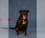Small Photo #18 American Staffordshire Terrier-Labrador Retriever Mix Puppy For Sale in Lake Forest, CA, USA