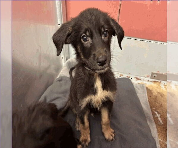 Medium Photo #2 German Shepherd Dog-Unknown Mix Puppy For Sale in Lakewood, CO, USA