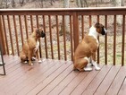 Small Photo #12 Boxer Puppy For Sale in DERBY, CT, USA