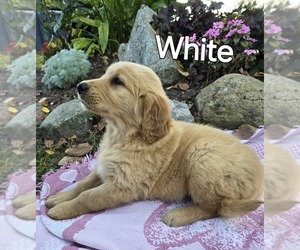 Golden Retriever Puppy for sale in HOLTON, MI, USA