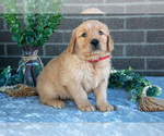 Small #1 Golden Retriever
