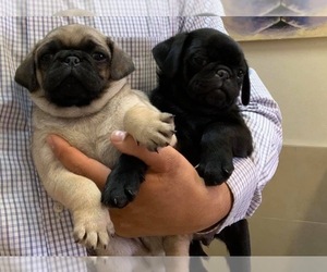 Pug Puppy for sale in ANAHEIM, CA, USA