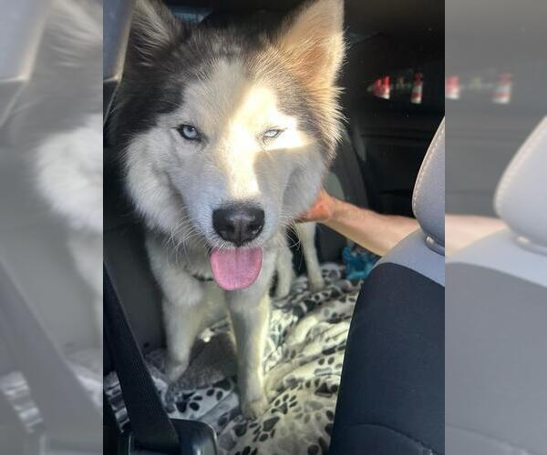 Medium Photo #1 Alaskan Malamute Puppy For Sale in Stockton, CA, USA