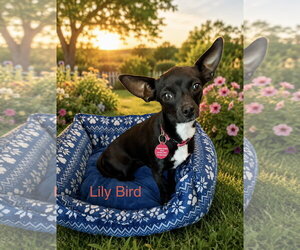 Chihuahua-Unknown Mix Dogs for adoption in Colorado Springs, CO, USA
