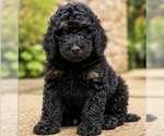 Puppy Bruiser Poodle (Standard)