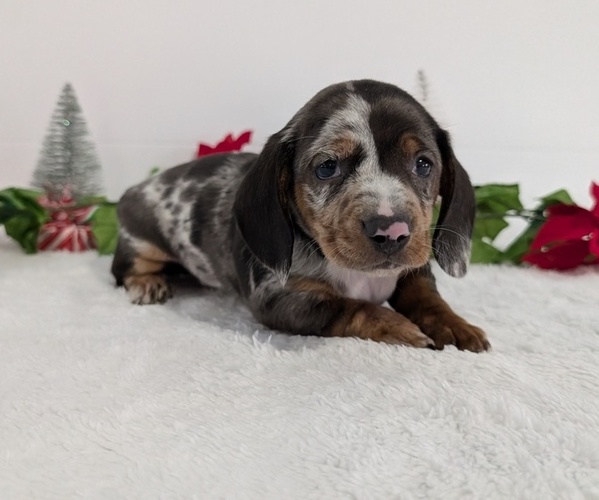 Medium Photo #7 Dachshund Puppy For Sale in GOSHEN, IN, USA