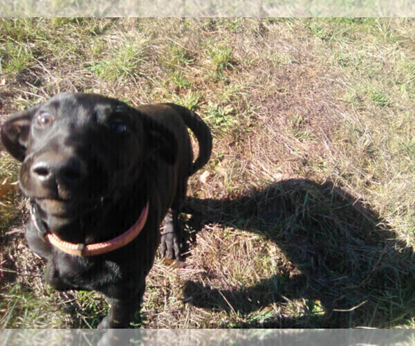 Medium Photo #5 Labrador Retriever Puppy For Sale in GRANTS PASS, OR, USA