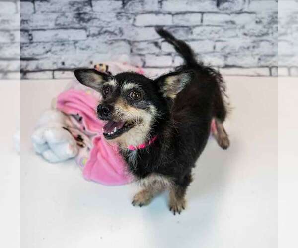 Medium Photo #4 Dachshund-Unknown Mix Puppy For Sale in Kennesaw, GA, USA
