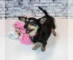 Small #3 Dachshund Mix