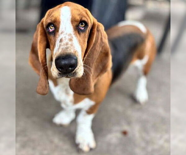 Medium Photo #4 Basset Hound Puppy For Sale in Deepwater, NJ, USA