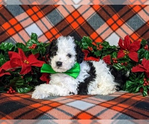 Poodle (Toy) Puppy for sale in LINCOLN UNIVERSITY, PA, USA