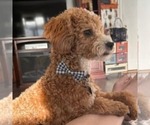 Small Photo #1 Miniature Labradoodle Puppy For Sale in MESA, AZ, USA