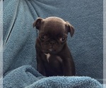 Puppy Helena Pug