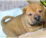 Small #1 Chinese Shar-Pei