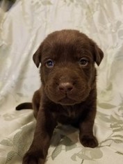 Labrador Retriever Puppy for sale in ALGOMA, WI, USA