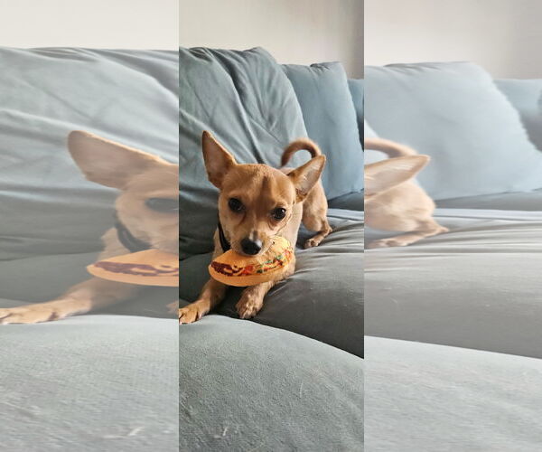 Medium Photo #2 Chiweenie Puppy For Sale in Fruitland, SC, USA