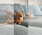 Small #1 Chiweenie