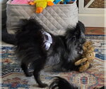 Small #7 Pomeranian