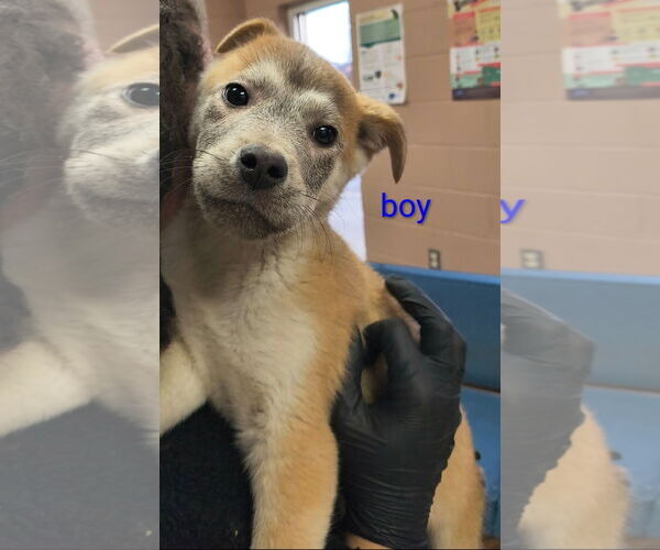 Medium Photo #1 Shepradors Puppy For Sale in Chester, VA, USA