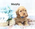 Small Photo #22 Cocker Spaniel Puppy For Sale in LOYAL, WI, USA