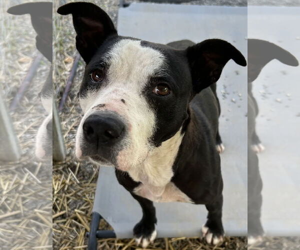 Medium Photo #17 American Pit Bull Terrier-Labrador Retriever Mix Puppy For Sale in Rockaway, NJ, USA